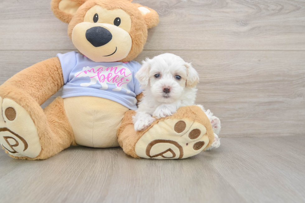Maltipoo Puppy for Adoption