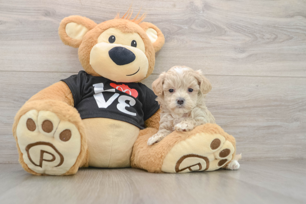 Little Moodle Poodle Mix Puppy
