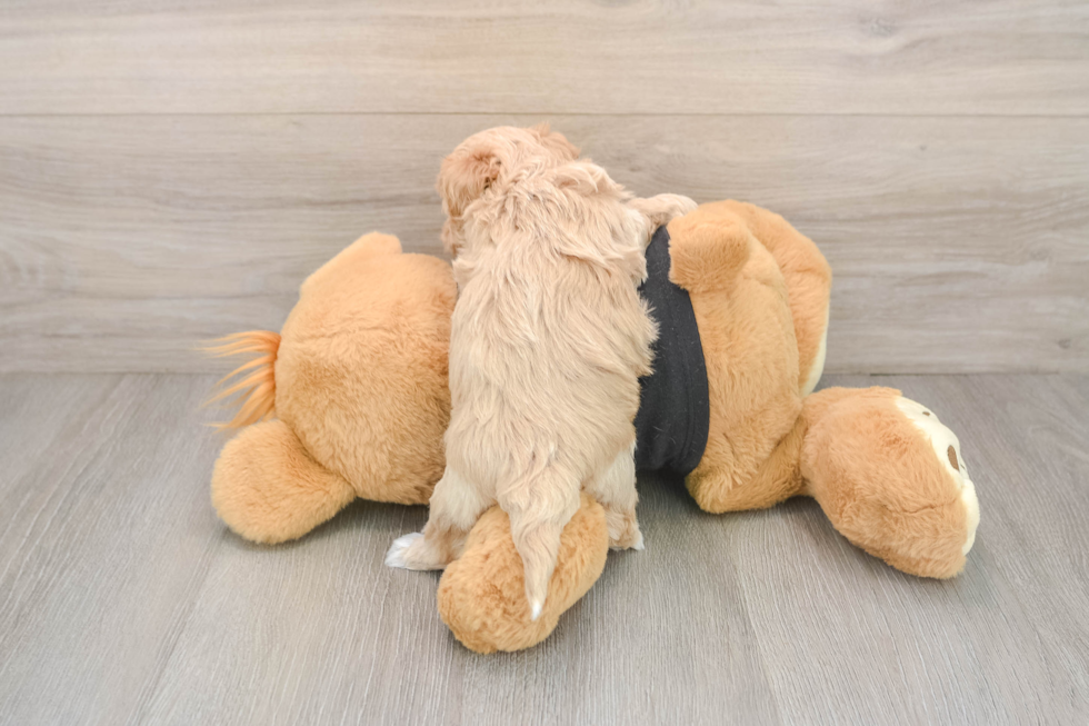 Maltipoo Pup Being Cute