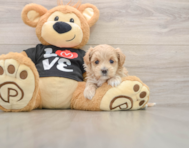 7 week old Maltipoo Puppy For Sale - Florida Fur Babies