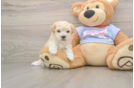 Hypoallergenic Multipoo Poodle Mix Puppy