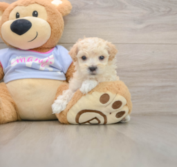 5 week old Maltipoo Puppy For Sale - Florida Fur Babies