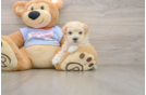 Maltipoo Pup Being Cute