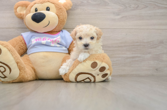 Maltipoo Pup Being Cute