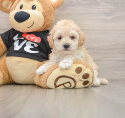 8 week old Maltipoo Puppy For Sale - Florida Fur Babies