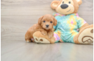 Small Maltipoo Baby