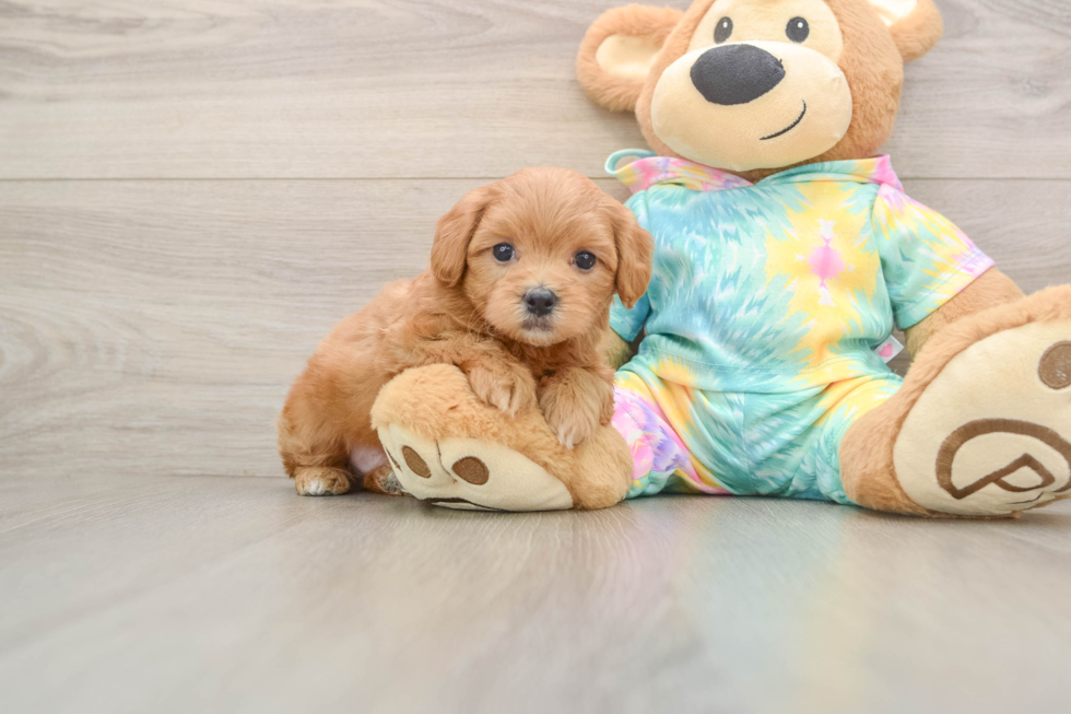 Small Maltipoo Baby