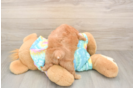 Best Maltipoo Baby
