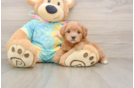 Maltipoo Puppy for Adoption