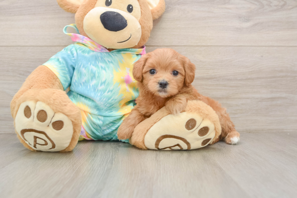 Maltipoo Puppy for Adoption