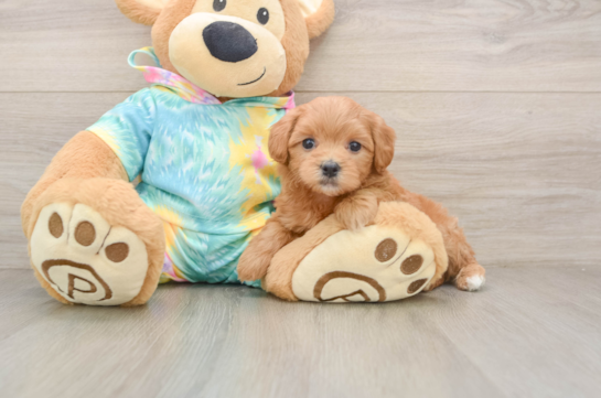 Maltipoo Puppy for Adoption