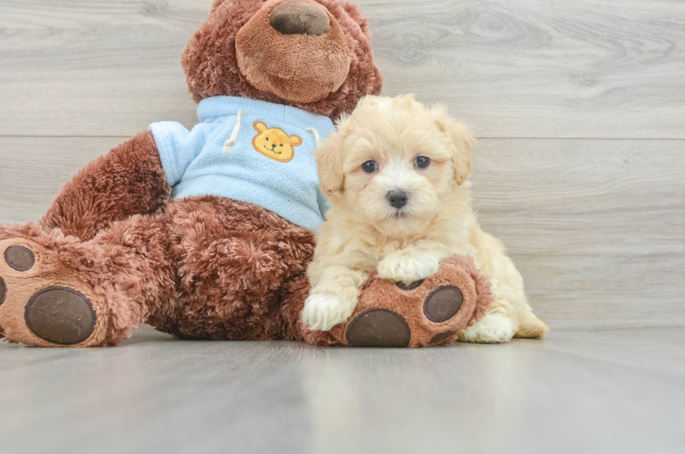 8 week old Maltipoo Puppy For Sale - Florida Fur Babies