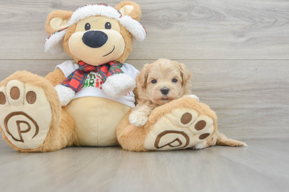 Playful Maltepoo Poodle Mix Puppy