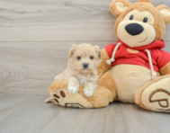 8 week old Maltipoo Puppy For Sale - Florida Fur Babies