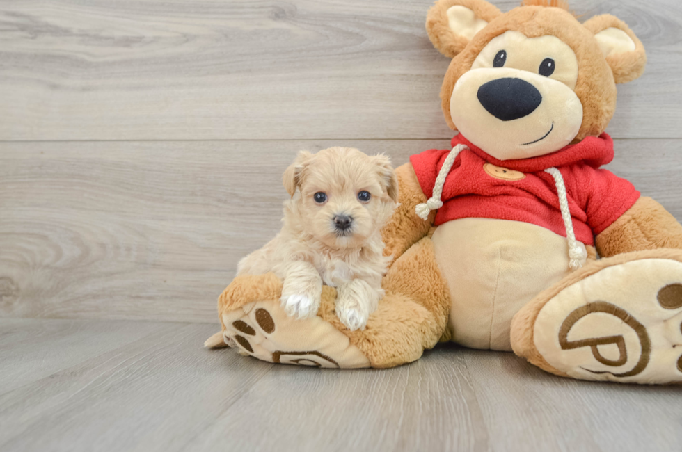 6 week old Maltipoo Puppy For Sale - Florida Fur Babies