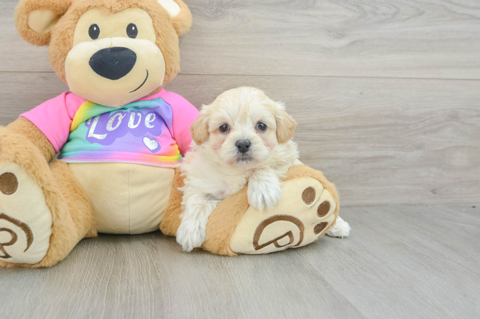 6 week old Maltipoo Puppy For Sale - Florida Fur Babies