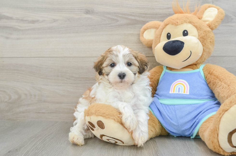 6 week old Maltipoo Puppy For Sale - Florida Fur Babies