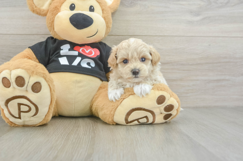 5 week old Maltipoo Puppy For Sale - Florida Fur Babies
