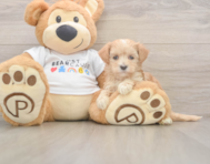 8 week old Maltipoo Puppy For Sale - Florida Fur Babies