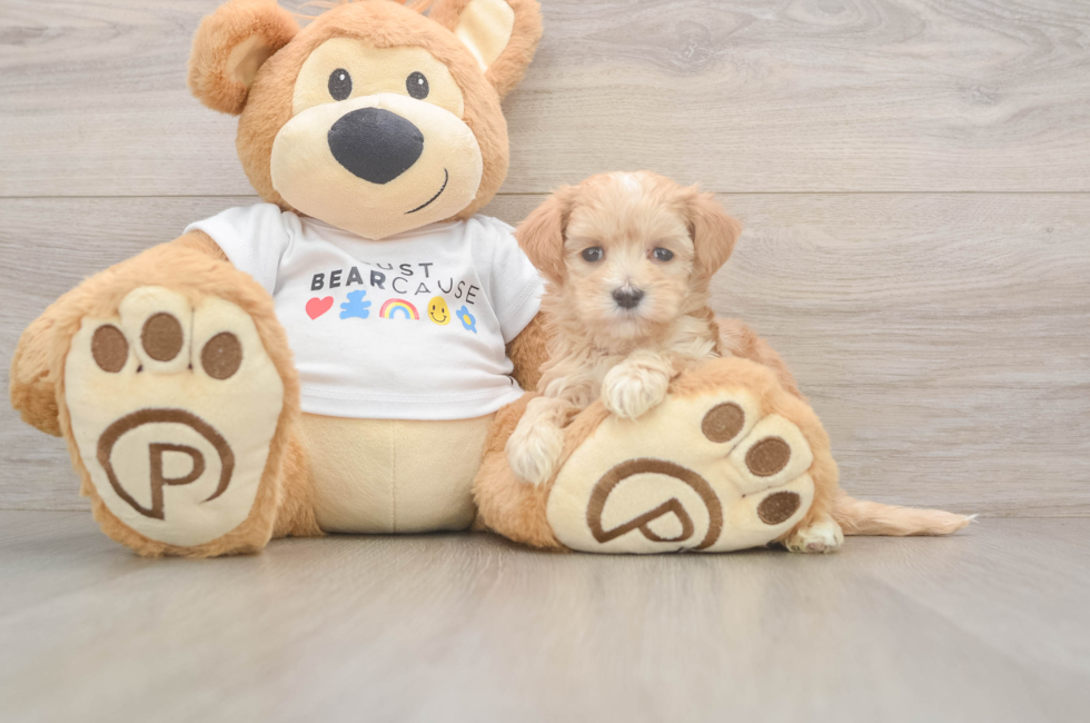6 week old Maltipoo Puppy For Sale - Florida Fur Babies