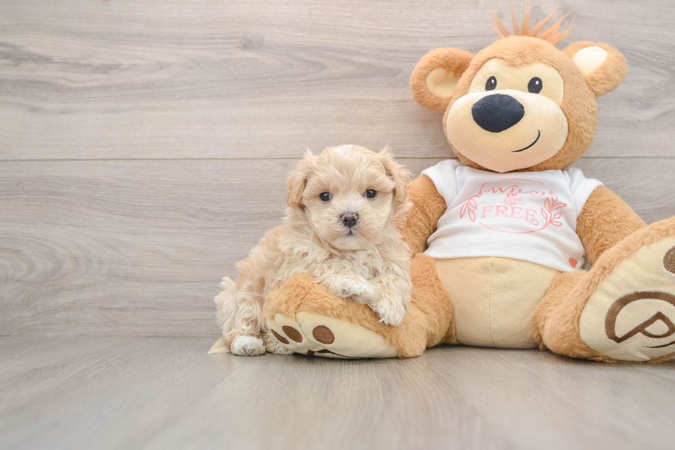 Maltipoo Pup Being Cute