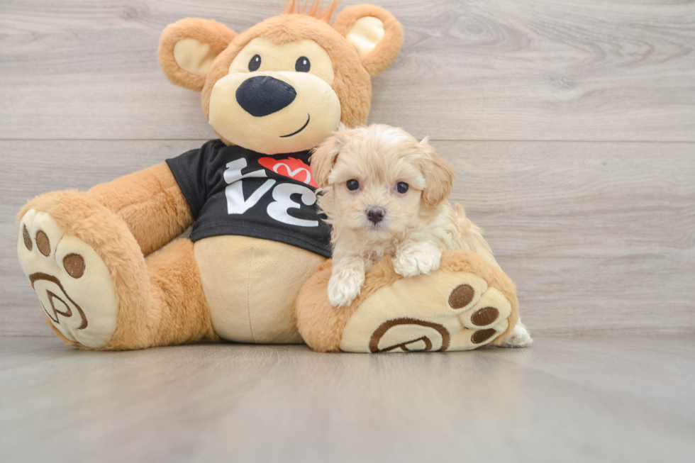 Maltipoo Pup Being Cute