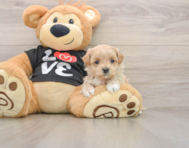 8 week old Maltipoo Puppy For Sale - Florida Fur Babies