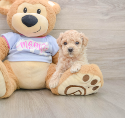 7 week old Maltipoo Puppy For Sale - Florida Fur Babies