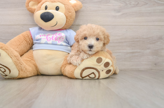 Maltipoo Pup Being Cute