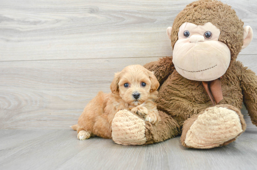 6 week old Maltipoo Puppy For Sale - Florida Fur Babies