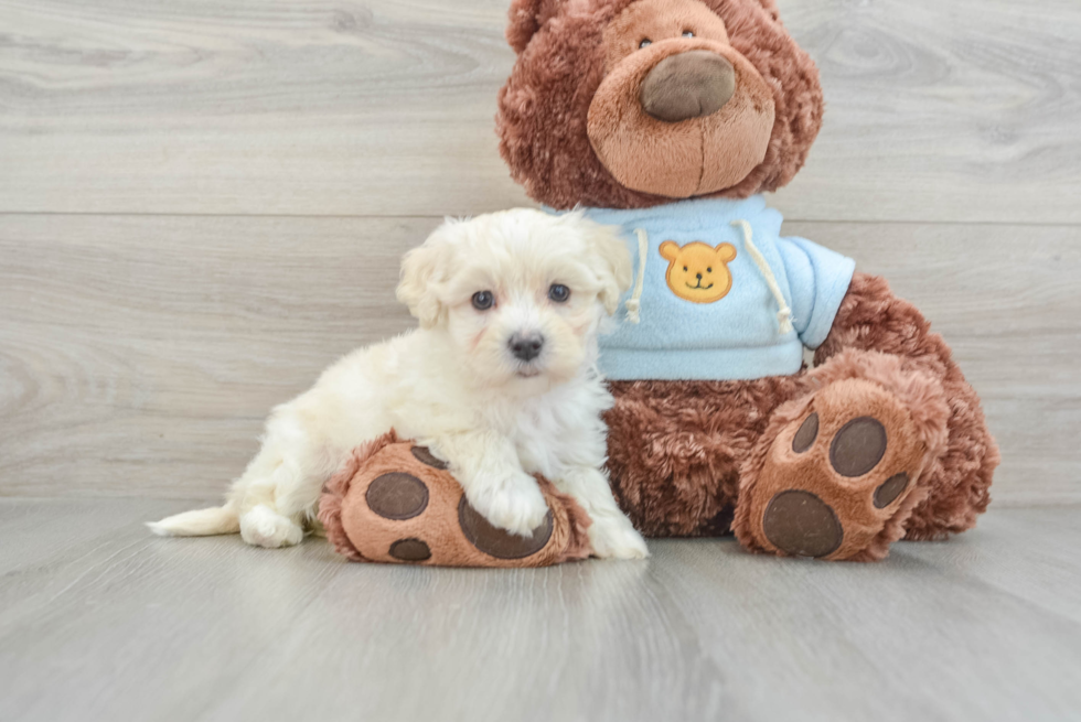 Funny Maltipoo Poodle Mix Pup