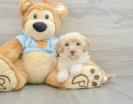 8 week old Maltipoo Puppy For Sale - Florida Fur Babies