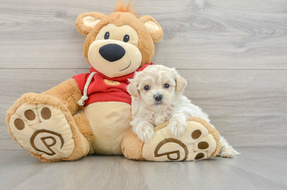 6 week old Maltipoo Puppy For Sale - Florida Fur Babies