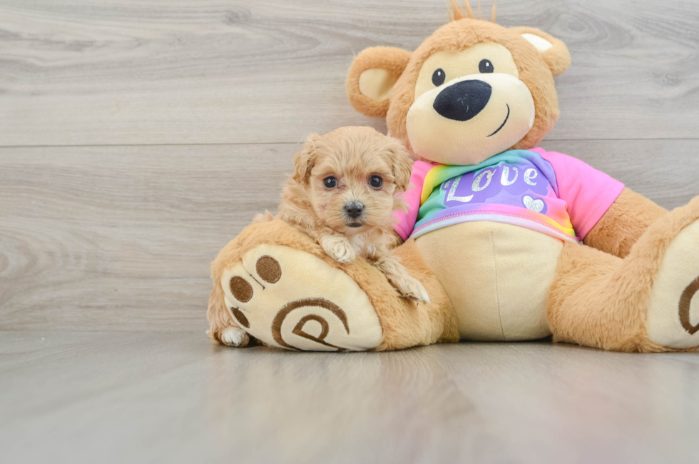 6 week old Maltipoo Puppy For Sale - Florida Fur Babies