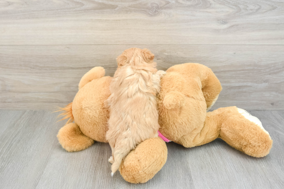 Adorable Moodle Poodle Mix Puppy