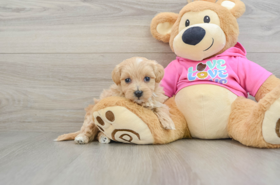 Petite Maltipoo Poodle Mix Pup