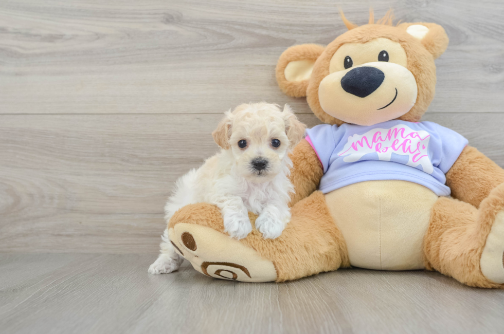 5 week old Maltipoo Puppy For Sale - Florida Fur Babies