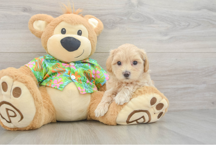 Maltipoo Puppy for Adoption