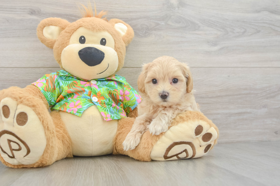 6 week old Maltipoo Puppy For Sale - Florida Fur Babies