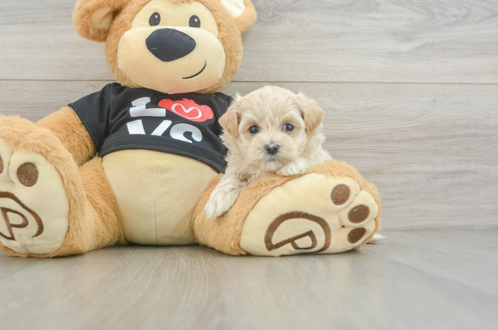 5 week old Maltipoo Puppy For Sale - Florida Fur Babies