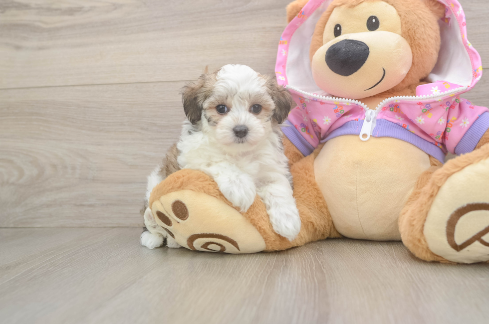 6 week old Maltipoo Puppy For Sale - Florida Fur Babies