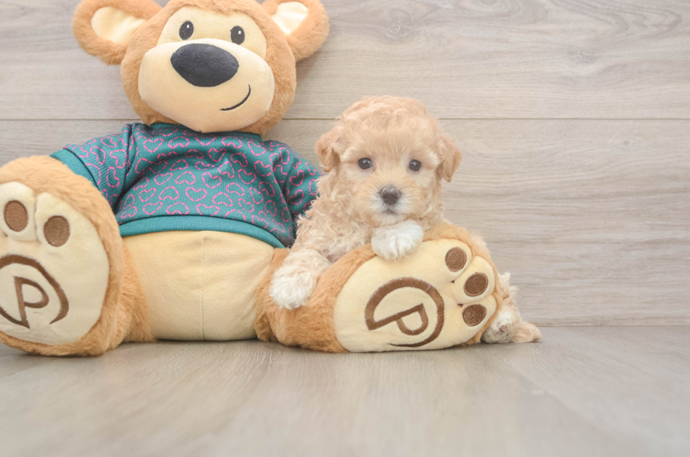 5 week old Maltipoo Puppy For Sale - Florida Fur Babies
