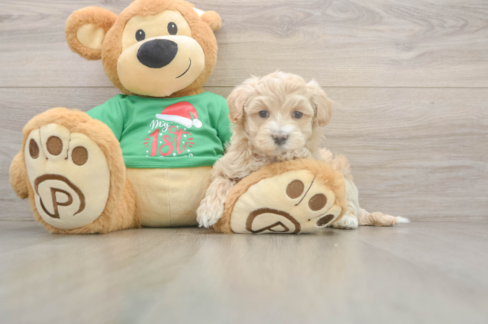 5 week old Maltipoo Puppy For Sale - Florida Fur Babies
