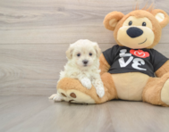8 week old Maltipoo Puppy For Sale - Florida Fur Babies