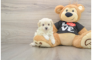 Best Maltipoo Baby