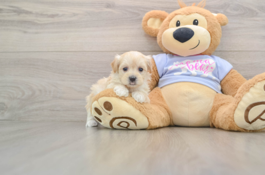 Little Maltidoodle Poodle Mix Puppy