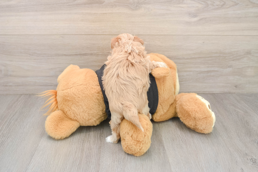 Maltipoo Pup Being Cute