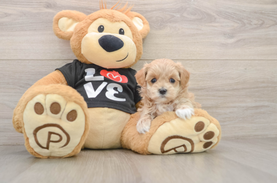 Fluffy Maltipoo Poodle Mix Pup