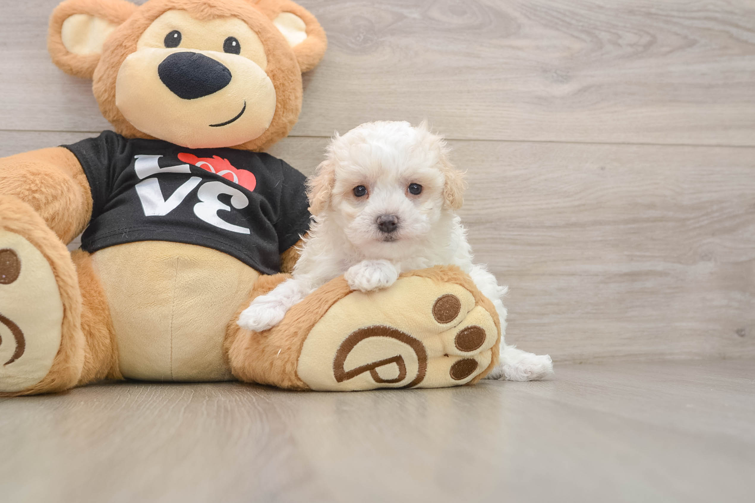 Best Maltipoo Baby