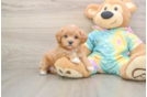 Happy Maltipoo Baby